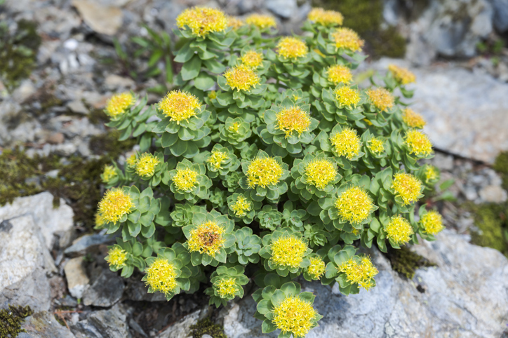 Rhodiola plant what it does