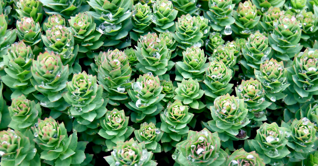 Rhodiola: What Does It Do?