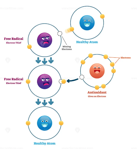 free radicals