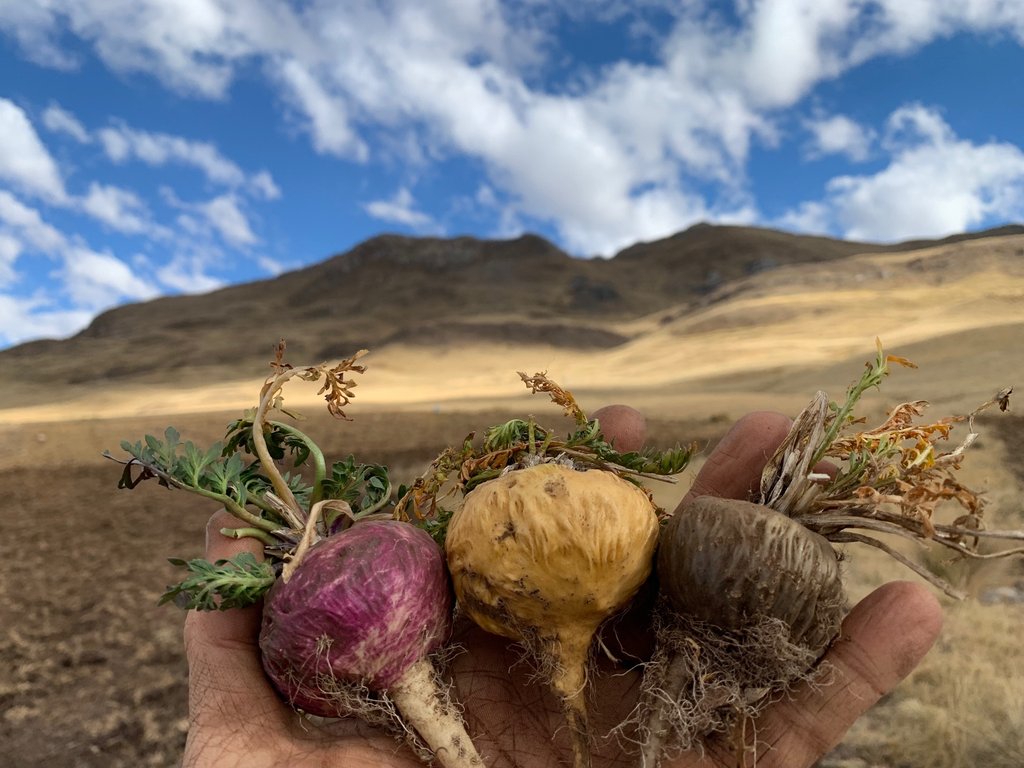 maca root in the wild