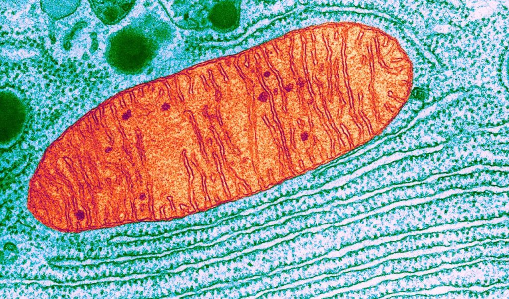 CoQ10 mitochondria