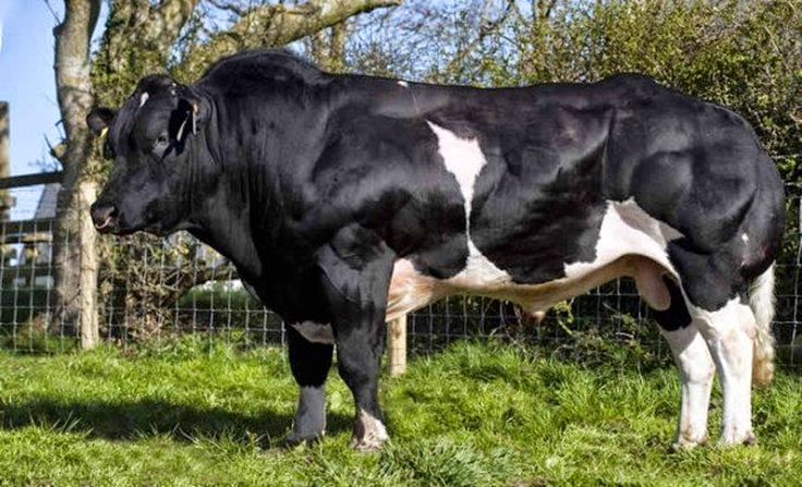 Belgian blue cow