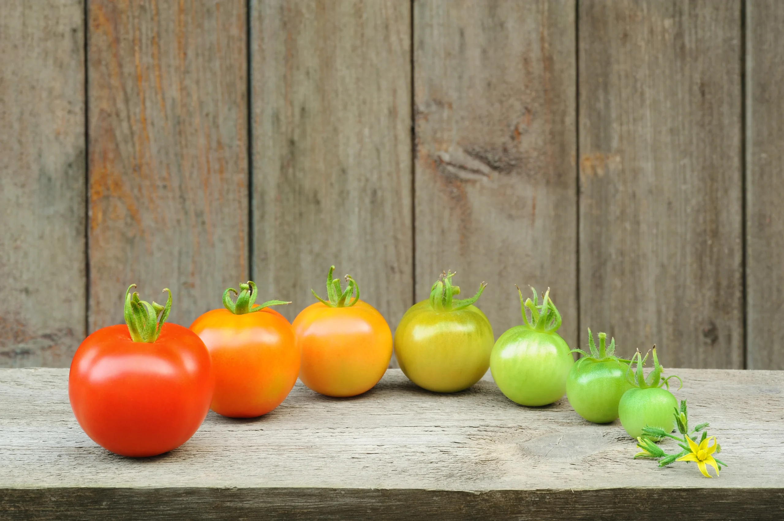 tomatoes ripening