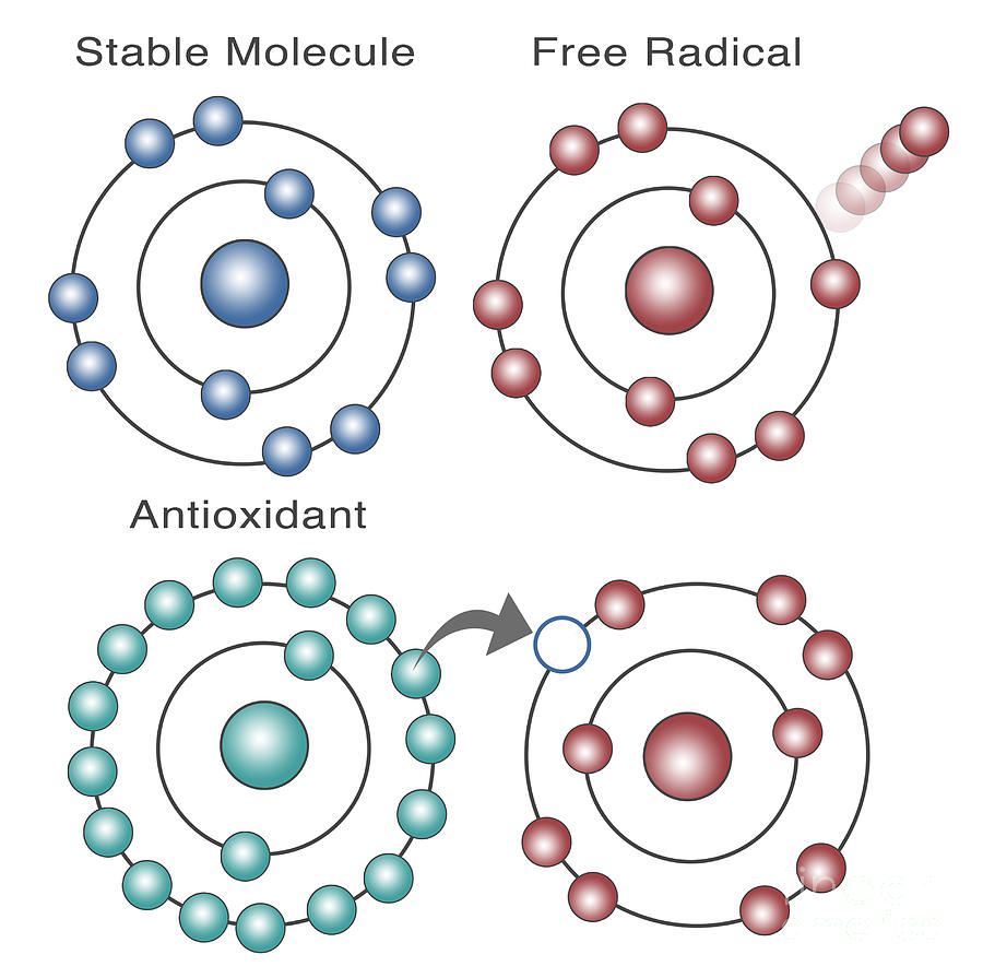 Antioxidants and free radicals