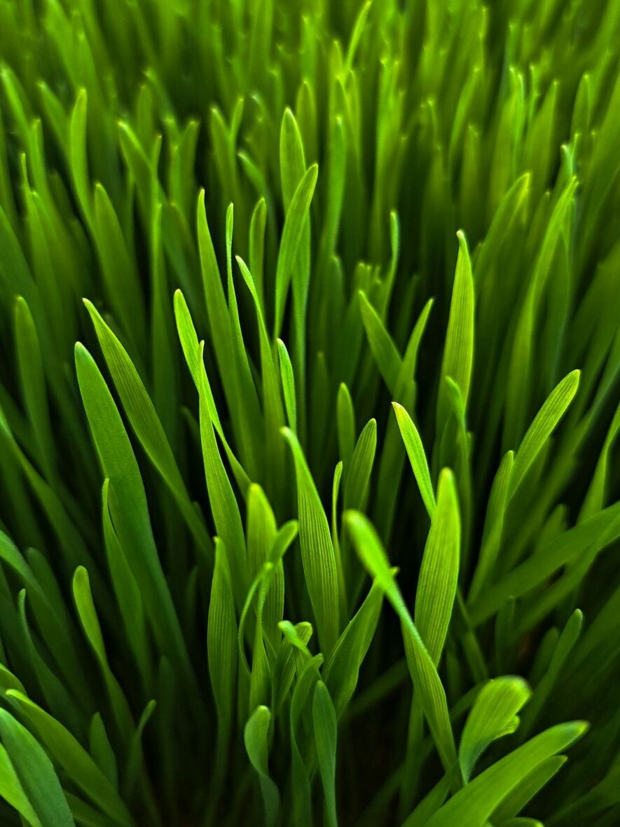 wheatgrass