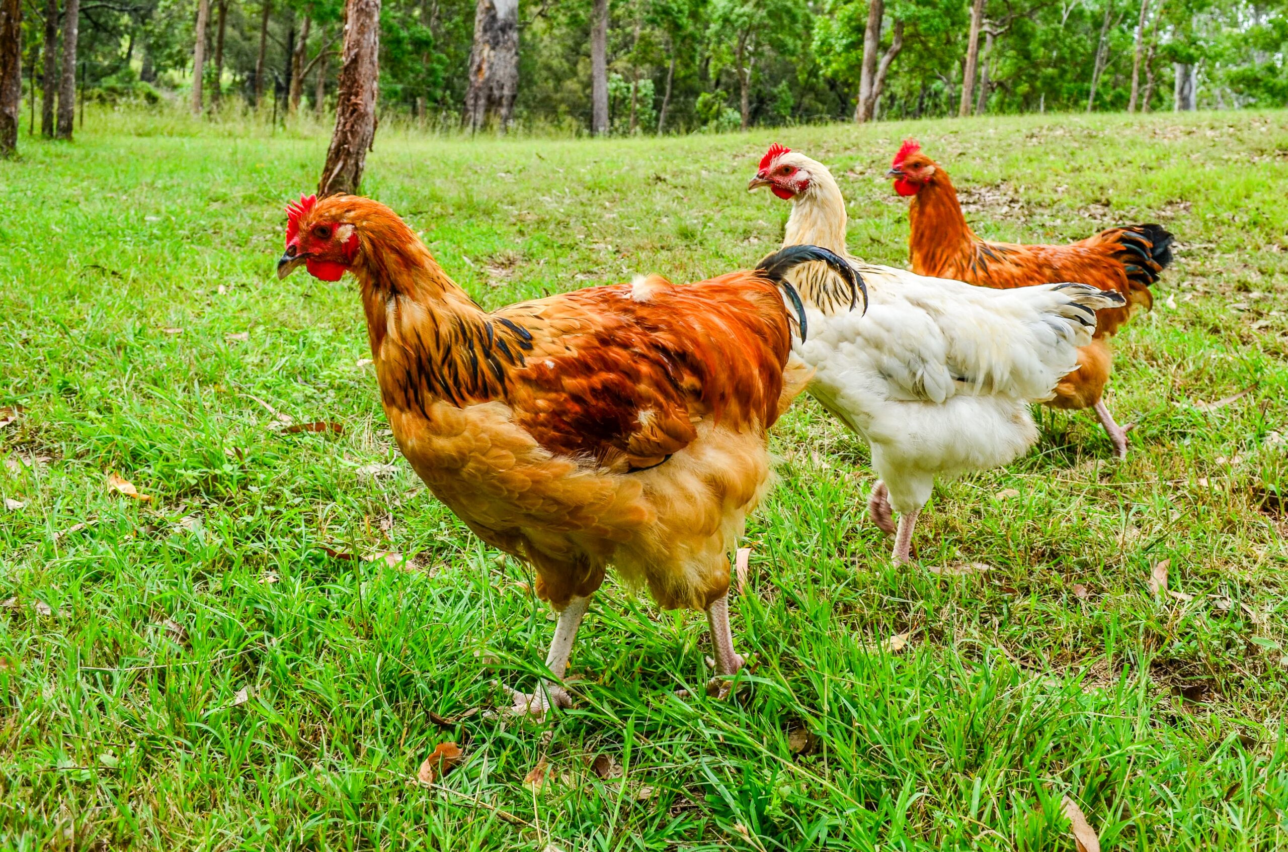 Naturally Boost Immunity Following California Bird Flu Outbreak