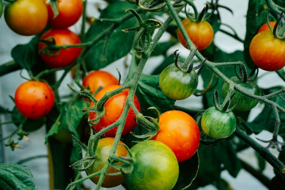 vine cherry tomato packed with lycopene