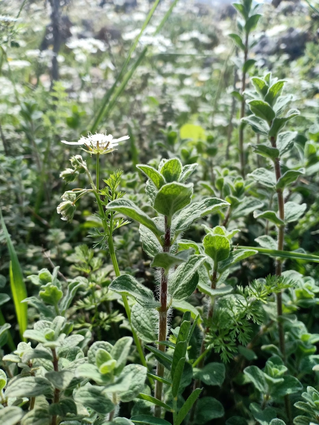 oregano growing